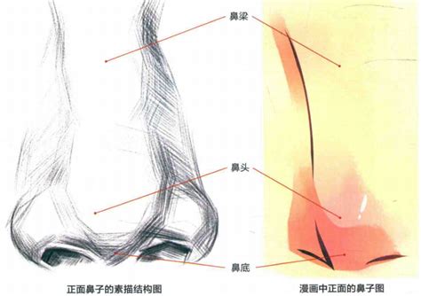 鼻子 怎麼畫|【绘画教程】鼻子怎么画？教你几招，快速掌握鼻子的画法！